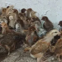 جوجه گلپایگان درجه یک.یک ماهه