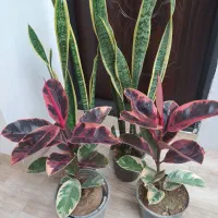 گل‌های زیبا با قیمت مناسب