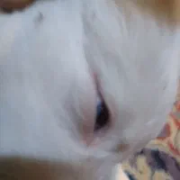 توله هاسکی واگذار میشود وپشمالو شیدزو فلت|سگ|اهواز, طالقانی|دیوار