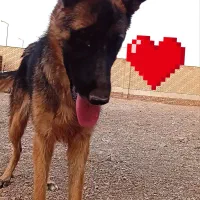 سگژرمناصل|سگ|پیشوا, |دیوار