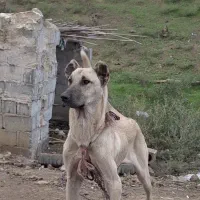 واگذاری سگ سرابی خالص طوله ۹ماهه