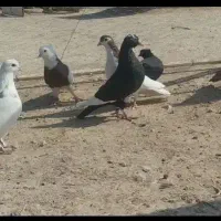۱۰تا نر پریده ضدخوردی
