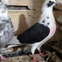 کبوتر پرشی|پرنده|خوی, |دیوار