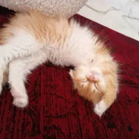 توله های کیوت