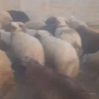 بره سفید صادراتی ۵۰ راس ..میش ابستن و زاییده|حیوانات مزرعه|رومشکان, |دیوار