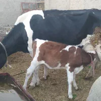 گاو هلشتاین