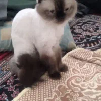 گربه پرشین