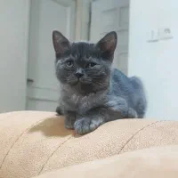 بچه گربه بریتیش سیلور بلو|گربه|تهران, گلستان (شهرک راه آهن)|دیوار