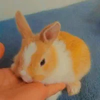 بچه خرگوش و خرگوش نر و ماده|موش و خرگوش|سیاهکل, |دیوار