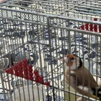 سهره نر|پرنده|شیراز, گلشن|دیوار