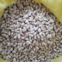 پسته خوشمزه ارگانیک آذربایجان|خوردنی و آشامیدنی|صوفیان, |دیوار