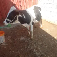 گاوگوساله|حیوانات مزرعه|بروجرد, |دیوار