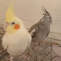 یک جفت عروس هلندی