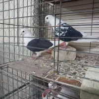 کفتر عروس هلندی کوتوله مرغ عشق فنج|پرنده|یزد, |دیوار