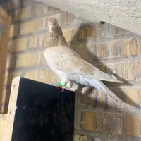 کفتر سرول گمشده|حیوانات|همدان, |دیوار