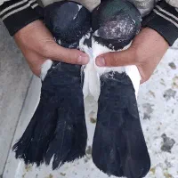 کبوتر قزوینی