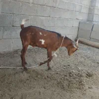 کهره نر سرحال|حیوانات مزرعه|میناب, |دیوار