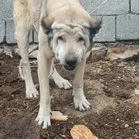 سگ پژدر و توله|سگ|خلخال, |دیوار