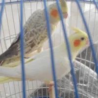 عروس هلندی فردیس