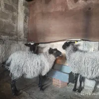 گوسفند رومانوف