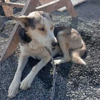 سگ هاسکی نر|سگ|آشخانه, |دیوار