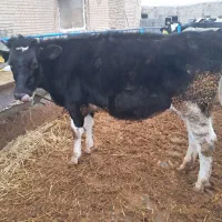 تلیسه درجه ۱ کیلو ۴۱۰