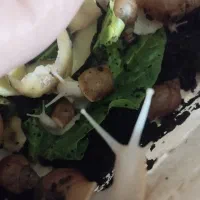 حلزون آلپینو|خزنده|سبزوار, قائم|دیوار