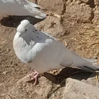 چند عدد کبوتر سالم و سرحال|پرنده|هیر, |دیوار