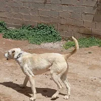 سگ عالی|سگ|باروق, |دیوار