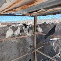 کبوتر پرشی