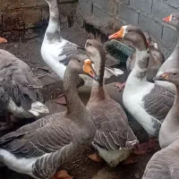غاز|حیوانات مزرعه|ساری, |دیوار