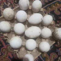 تخم غاز وقوغاز