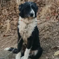 سگ ماده براقی پشمالو|سگ|شیراز, قلات|دیوار