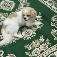 سگ شناسنامه دار