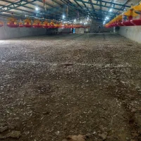 کود مرغی ،کود گوسفند،کود گاوی