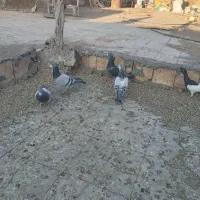 ۸عددکبوترپلاکی ویه جفت سینه داربایهودی فقط تماس|پرنده|رفسنجان, |دیوار