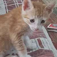 واگذار بچه گربه
