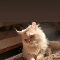 گربه