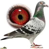 کبوتر استعلام پلاکی مقام ایران عراق عربستان گرفتنی