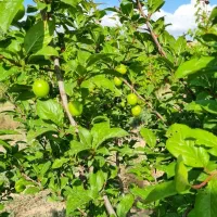 باغ فروشی بسطام