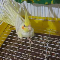 عروس هلندی تازه دون خور|پرنده|کلاچای, |دیوار