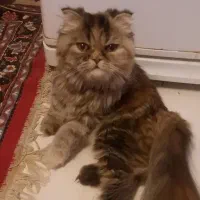 واگذاری گربه پرشین اسکاتیش ( واگذاری )