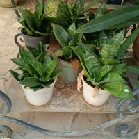 تعدادی گلدان سانسوریا پا کوتاه