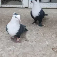 کفتر کلاغ کربلایی ( کله‌سفید)