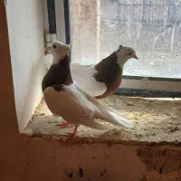 طو قی سالم جوان|پرنده|لیلان, |دیوار