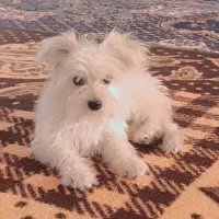 سگ ژن خارجی باهوش