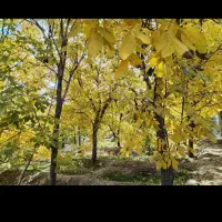 اجاره-خانه-باغ-در-خسروشاه