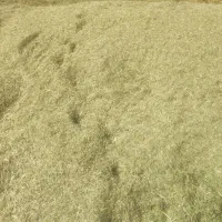 یونجه سراول تا سوم پرس شده کیلویی 35هزارتومان