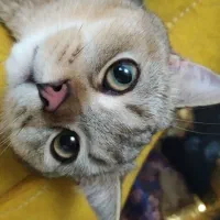 فروش گربه اسکاتیش