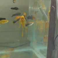 انواع کت ۱۰۰۰۰۰تومان